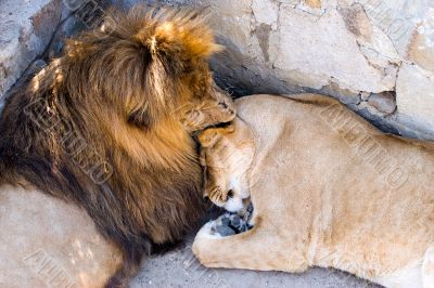lion and lioness