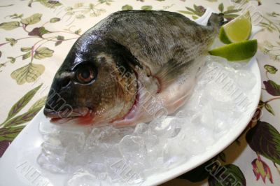 fresh fish