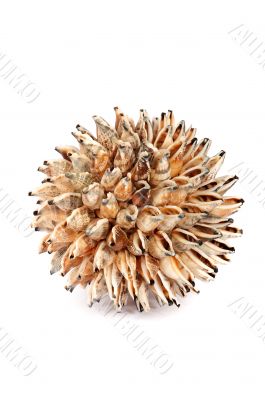 sphere from sea shells