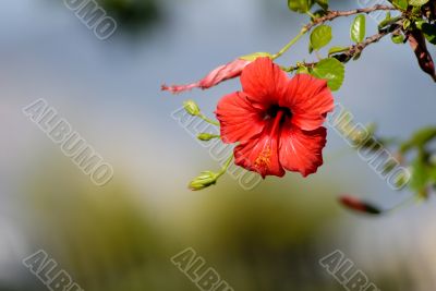 red flower