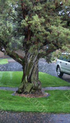 Thunderstorm, rain downpour