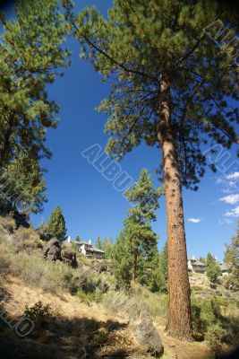 Ponderosa Pine, on hillside