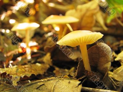 Forest mushrooms