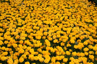 Marigolds