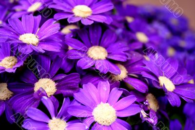 Purple Petals