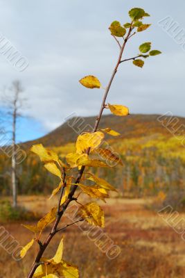 Birch in the autumn