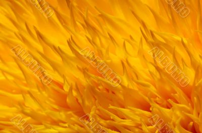 Floral background