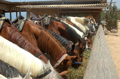 Horses eating
