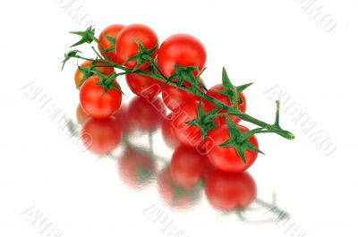 Tomatoes