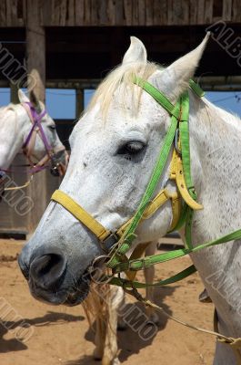 Horse portrait