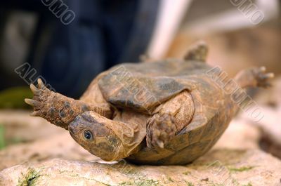 Overturned turtle