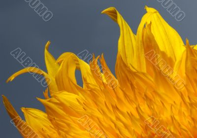 Floral background