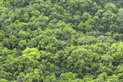 Forest background