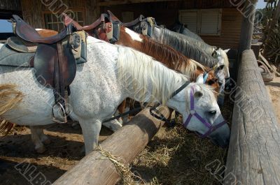 Horses at lunch