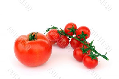 Tomatoes