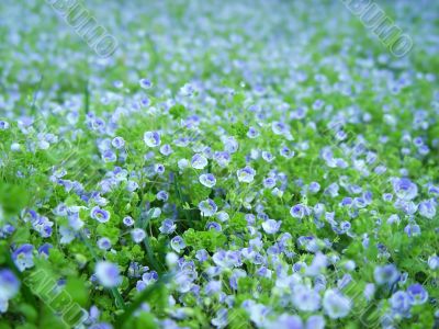 Blue Flowers