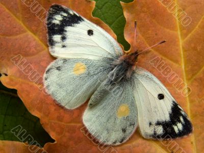 Autumn butterfly