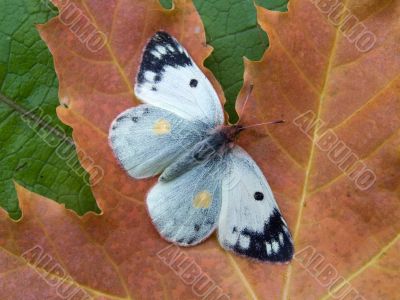 Autumn butterfly on a sheet