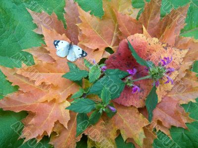 Autumn still life with a butterfly