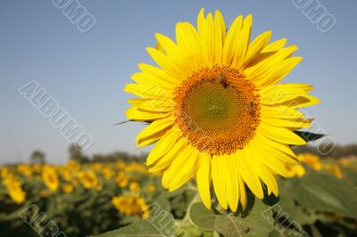 Sunflower in field