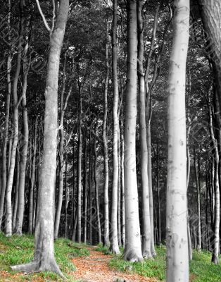 Grey Forest