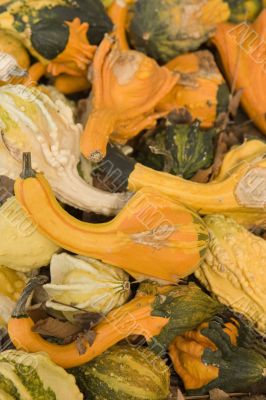 Gourds