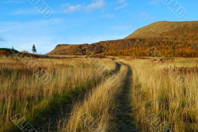 Road through meadow