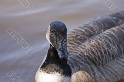 Goose Looks