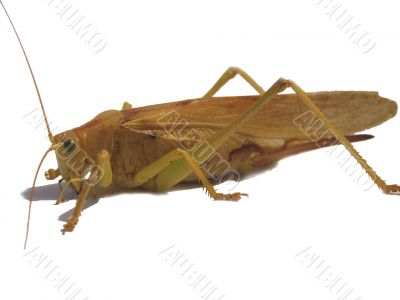 An insect is grasshopper