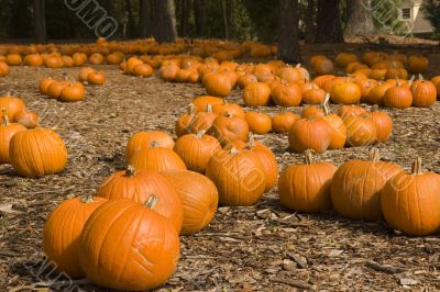 Pumpkins for Sale
