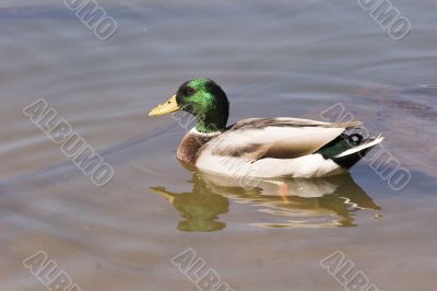 Duck with Fuzz on Bill