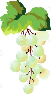appetizing grapes
