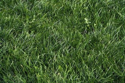 Grass