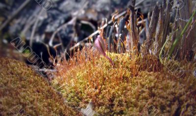 Young plant