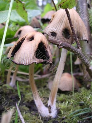 Fungus family