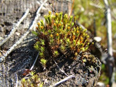 Flower of the moss