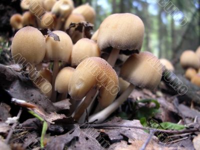 Fungus family