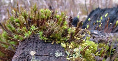 Moss on the stump