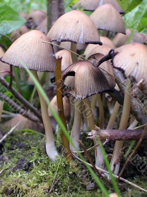 Fungus family