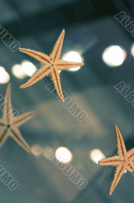 starfishes