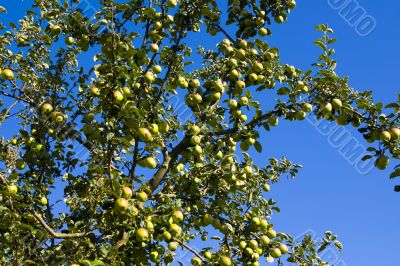 Apples