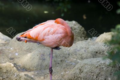 Flamingos in a zoo