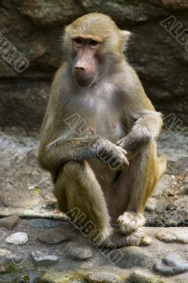 Baboons