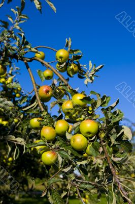 Apples