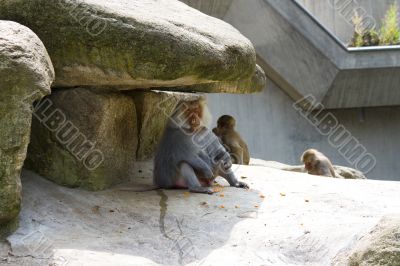 Baboons