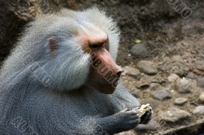 Baboons