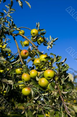 Apples