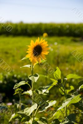 Sunflowers on a green field