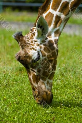 Giraffe