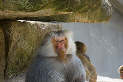 Baboons
